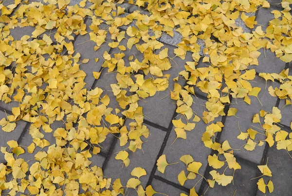 Yellow Leaves Stone Floor Leaves Ginkgo Biloba Tree — Stock Photo, Image