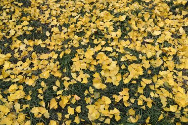 Çimlerin üzerinde sarı yapraklar. Ginkgo biloba ağacının yaprakları