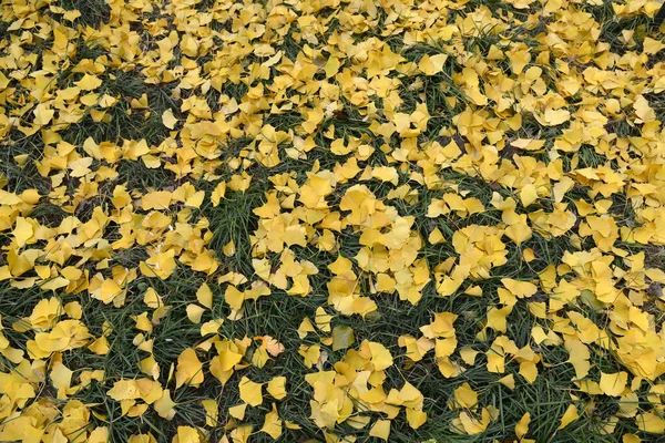 Yellow Leaves Grass Leaves Ginkgo Biloba Tree — Stock Photo, Image