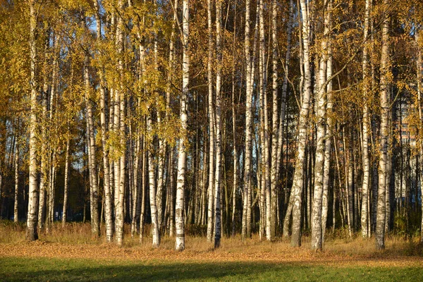 Berken Het Najaarspark Een Zonnige Dag — Stockfoto