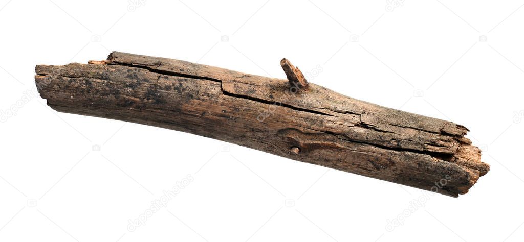 Old dry branch of a tree isolated on white background