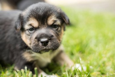bahçede köpek yavrusu