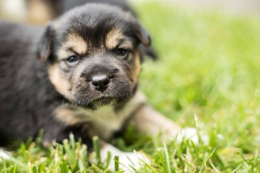 bahçede köpek yavrusu