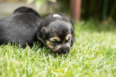 bahçede köpek yavrusu