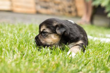 bahçede köpek yavrusu