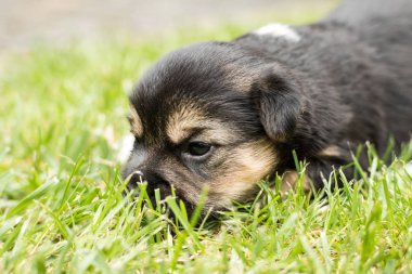 bahçede köpek yavrusu