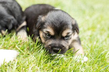 bahçede köpek yavrusu