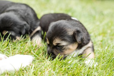bahçede köpek yavrusu