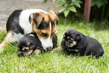bahçede köpek yavrusu
