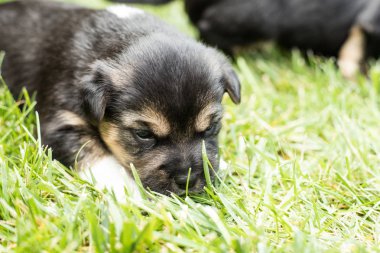 bahçede köpek yavrusu