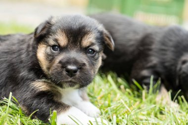 bahçede köpek yavrusu