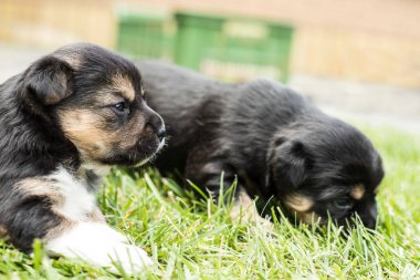 bahçede köpek yavrusu