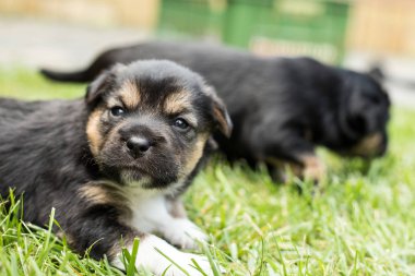 bahçede köpek yavrusu