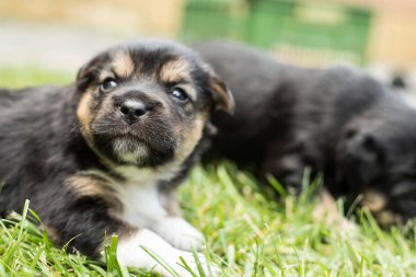 bahçede köpek yavrusu