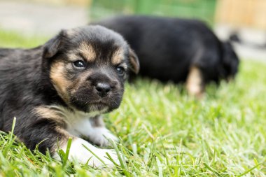 bahçede köpek yavrusu