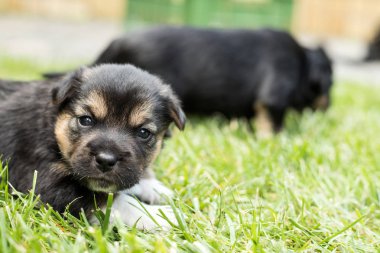 bahçede köpek yavrusu