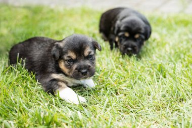 bahçede köpek yavrusu