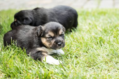bahçede köpek yavrusu