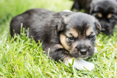 bahçede köpek yavrusu