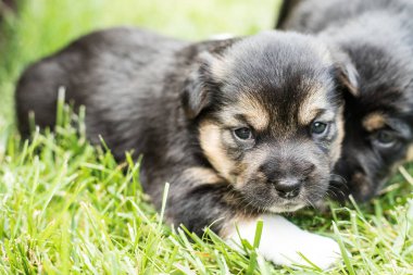 bahçede köpek yavrusu
