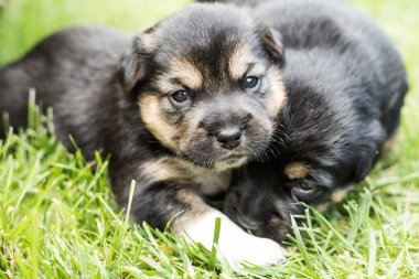 bahçede köpek yavrusu