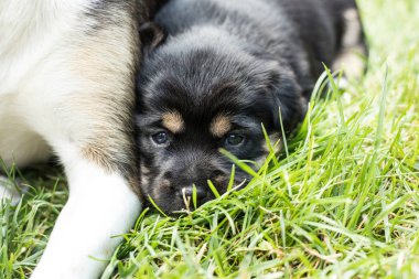 bahçede köpek yavrusu