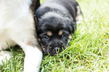 bahçede köpek yavrusu