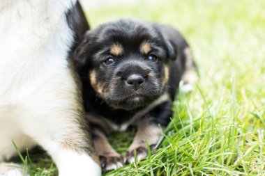 bahçede köpek yavrusu
