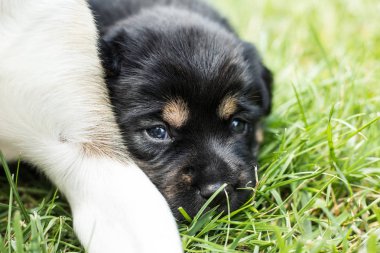 bahçede köpek yavrusu