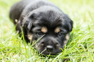 bahçede köpek yavrusu