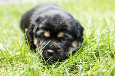 bahçede köpek yavrusu