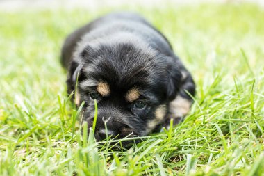 bahçede köpek yavrusu