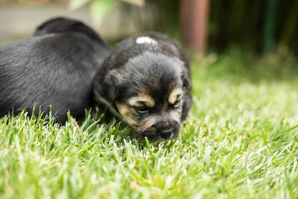 庭で犬子犬 — ストック写真