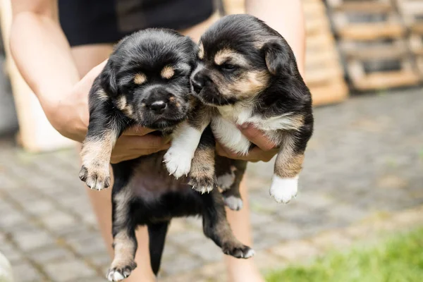 Hundvalp Trädgården — Stockfoto