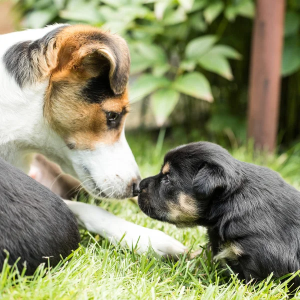 Hundewelpen Garten — Stockfoto