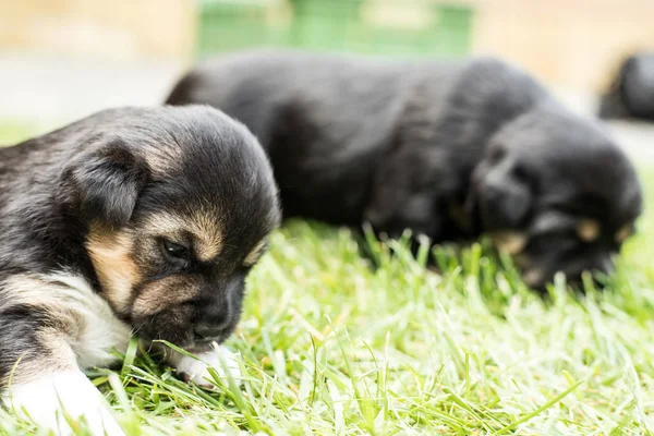 Hundvalp Trädgården — Stockfoto