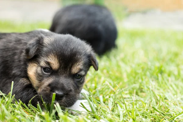 Hundvalp Trädgården — Stockfoto