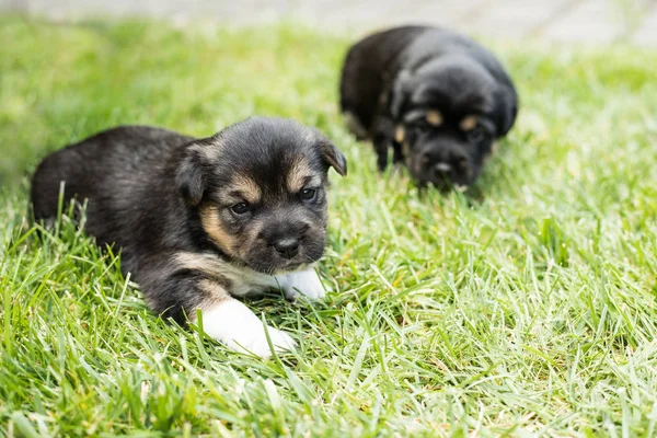 Hundewelpen Garten — Stockfoto