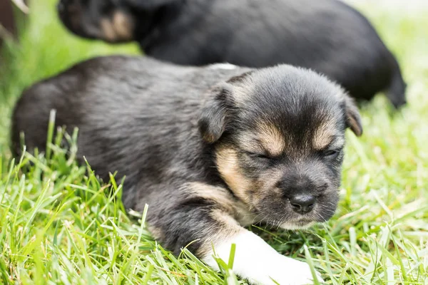 Cane Cucciolo Giardino — Foto Stock