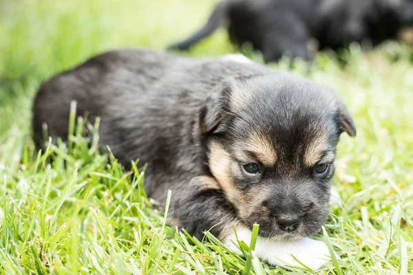 Hundvalp Trädgården — Stockfoto