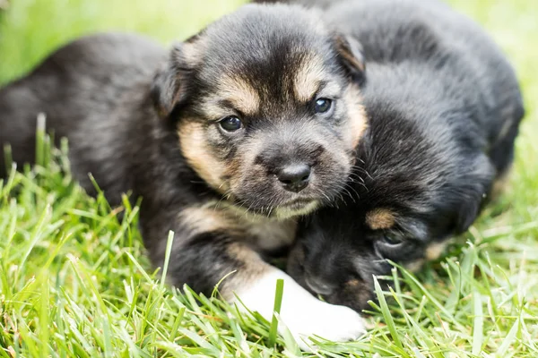 Hundewelpen Garten — Stockfoto