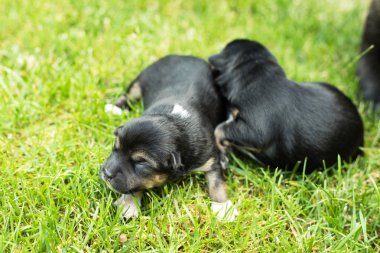 çok güzel kör yeni doğan yavru köpek