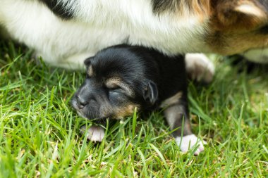 çok güzel kör yeni doğan yavru köpek