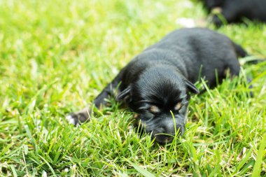çok güzel kör yeni doğan yavru köpek