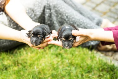 çok güzel kör yeni doğan yavru köpek
