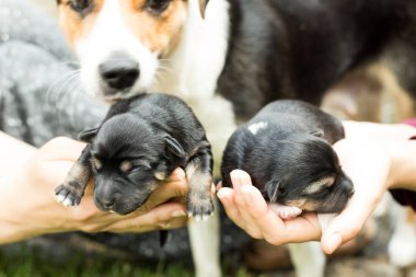 çok güzel kör yeni doğan yavru köpek