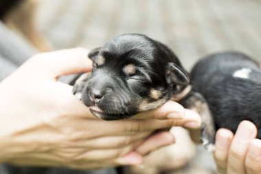 çok güzel kör yeni doğan yavru köpek