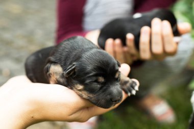 çok güzel kör yeni doğan yavru köpek