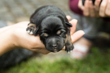 çok güzel kör yeni doğan yavru köpek