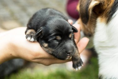 çok güzel kör yeni doğan yavru köpek